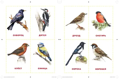 Карточки для нейротренировки по методике Гленна Домана: с 6 месяцев - фото 7