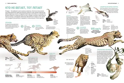 Тайны животных. Большая иллюстрированная энциклопедия - фото 12