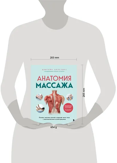 Анатомия массажа. Основы массажа нижней и верхней части тела с анатомическими иллюстрациями - фото 9