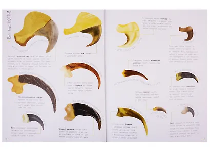 Животные в метрах и миллиметрах - фото 6