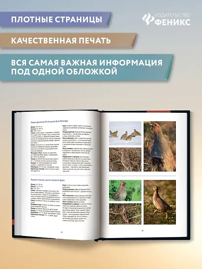 Птицы Европейской части России: фотоопределитель - фото 8