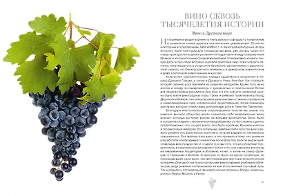 Маленькая книга гурмана. Вино - фото 8