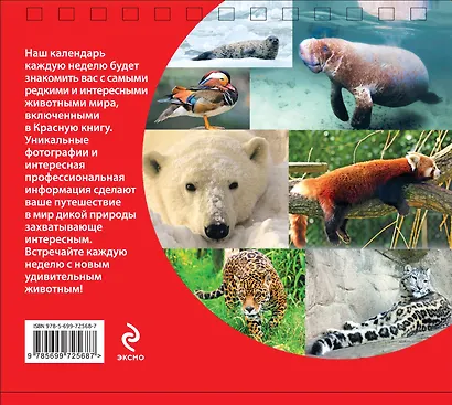 Редкие животные. Красная книга: еженедельный календарь - фото 2