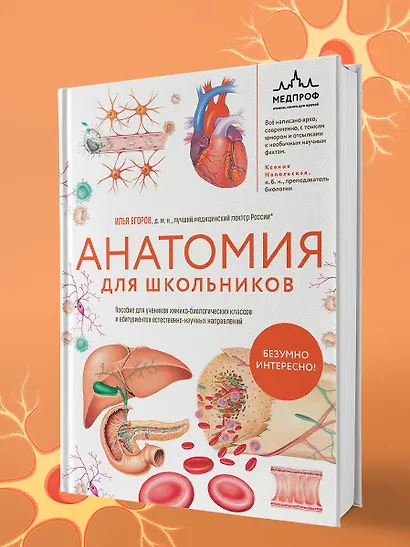 Анатомия для школьников. Пособие для учеников химико-биологических классов и абитуриентов естественно-научных направлений - фото 10