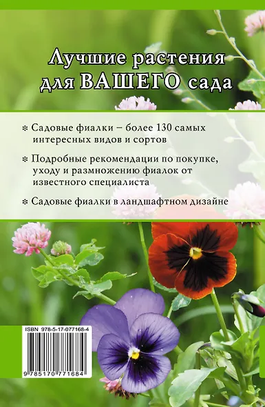 Садовые фиалки - фото 2