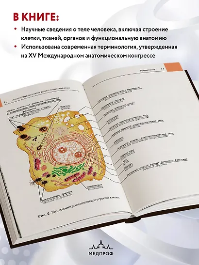 Анатомия человека:рус-лат.атл.2-е изд - фото 5