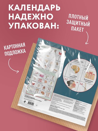 Анатомия на каждый день. 365 латинских терминов для студента-медика. Календарь настенный на 2027 год (300х300 мм) - фото 6