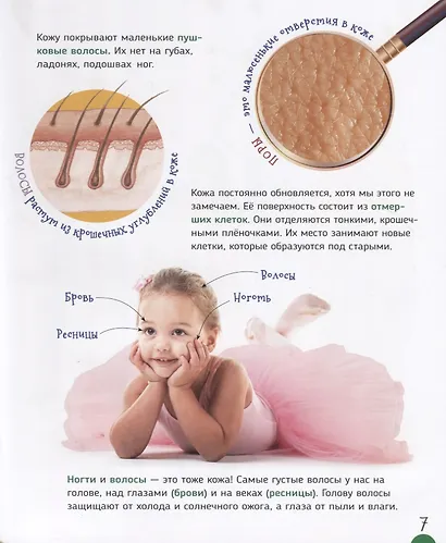 Тело человека (Первая энциклопедия) - фото 5