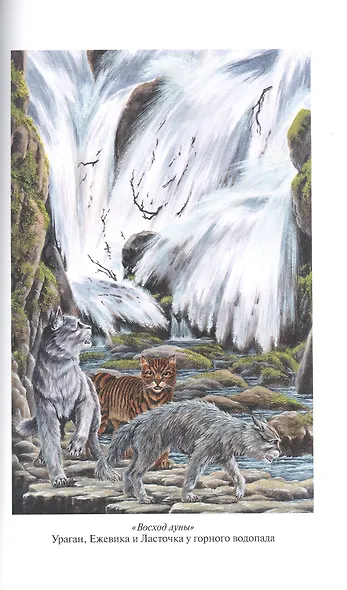 Коты-воители. Золотая коллекция. Полночь. Восход луны - фото 9