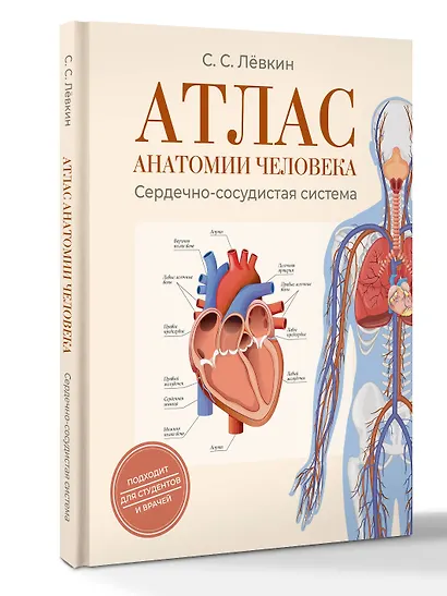 Атлас анатомии человека. Сердечно-сосудистая система - фото 3