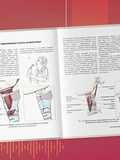 Анатомия голоса. Иллюстрированное руководство для певцов, преподавателей по вокалу и логопедов - фото 9