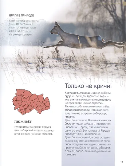 Дикие и симпатичные. 35 животных Новосибирской области, с которыми вам нужно познакомиться - фото 6