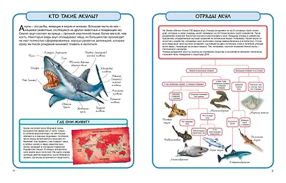 Акулы и скаты - фото 2