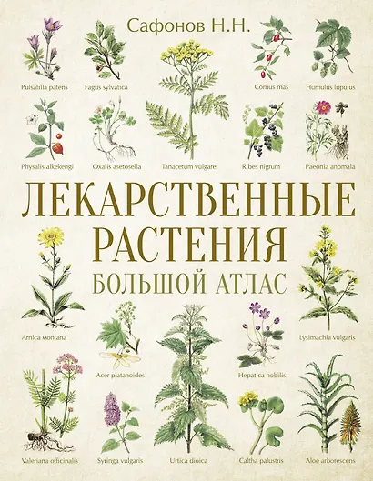 Лекарственные растения. Большой атлас - фото 1