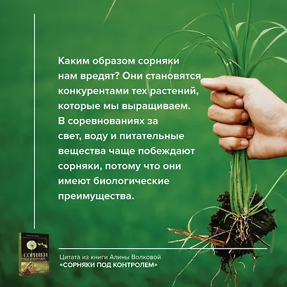 Сорняки под контролем. Избавляемся от нежелательных соседей - фото 5