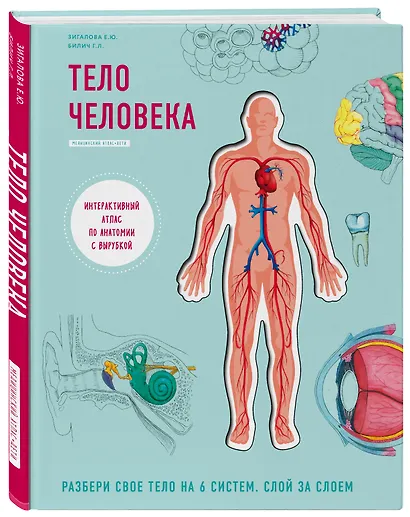 Тело человека. Интерактивный атлас по анатомии с вырубкой. Разбери свое тело на 6 систем. Слой за слоем - фото 3