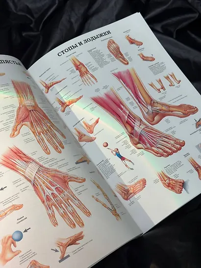 Большой атлас анатомии человека(в табл) - фото 6