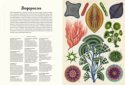 Ботаникум - фото 9