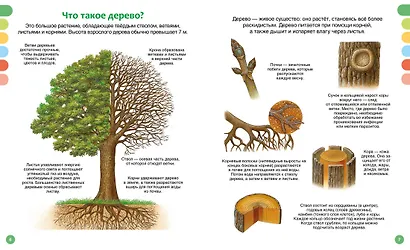 Жизнь леса - фото 11