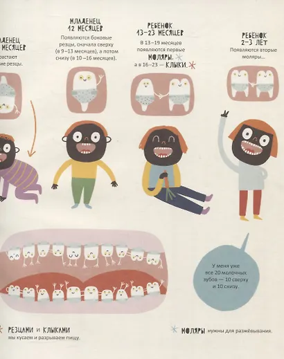 Тайная жизнь зубов - фото 4