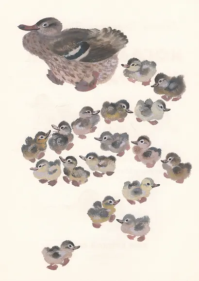 Когда утёнок вырастет? - фото 3