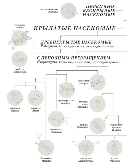Поразительные насекомые. Книга про подземных математиков, мастеров блефа, дружных кочевников, зомби, уборщиков мусора и многих-многих других - фото 6