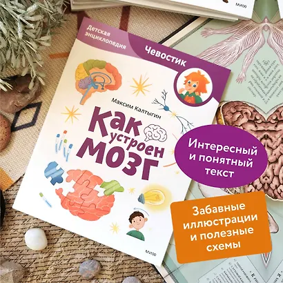 Как устроен мозг. Детская энциклопедия (Чевостик) (Paperback) - фото 5
