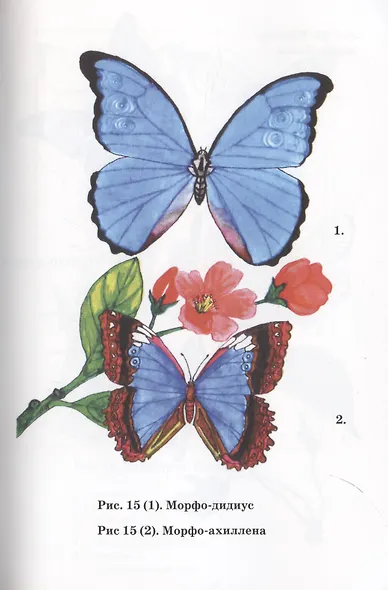 Удивительный мир бабочек - фото 4