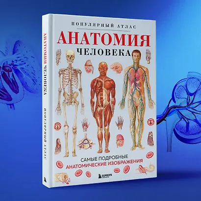 Анатомия человека. Популярный атлас. Самые подробные анатомические изображения - фото 10