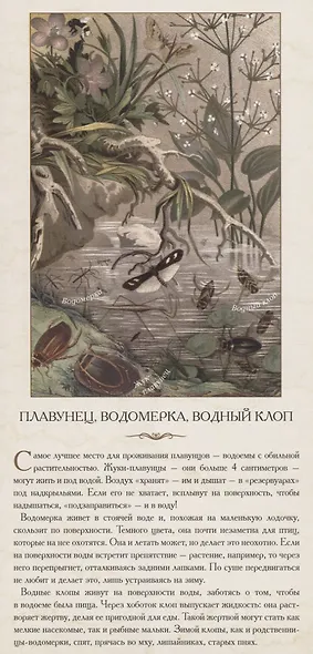Насекомые. …В розе пышной и пахучей, нежась, спит блестящий жук - фото 3