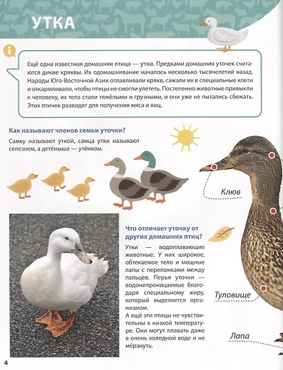 ПЕРВАЯ ДЕТСКАЯ ЭНЦИКЛОПЕДИЯ. ВСЁ О ЖИВОТНЫХ ФЕРМЫ МАЛЫШАМ - фото 4