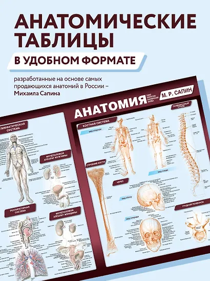 Анатомия. Самая компактная анатомическая таблица - фото 4