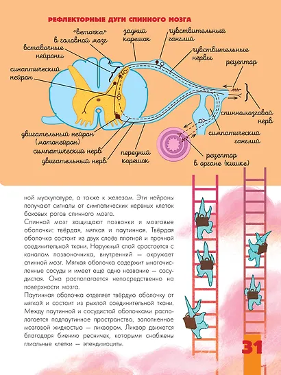 Мозг и нервная система - фото 12