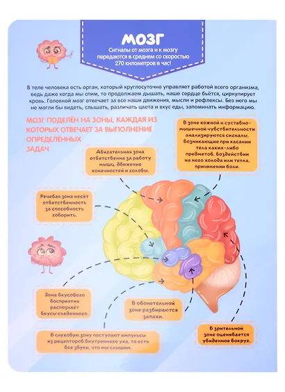 Тело человека. Детский атлас по анатомии - фото 2