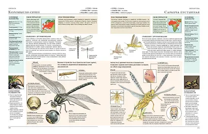 Животные мира. Моя большая энциклопедия - фото 8