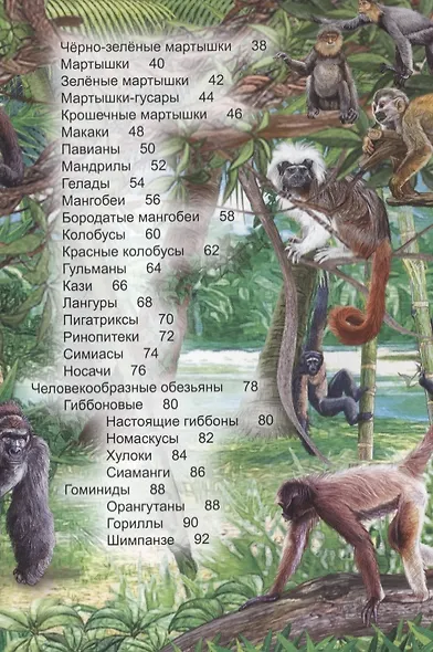 ЭНЦИКЛОПЕДИЯ. ХОЧУ ЗНАТЬ. ОБЕЗЬЯНЫ - фото 4