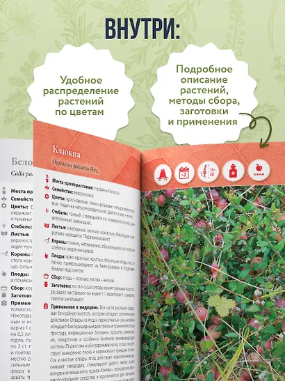 Лечебные травы. Иллюстрированный справочник-определитель - фото 5