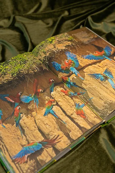 Большая книга о птицах. 1001 фотография - фото 10