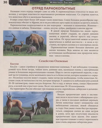 Животные России. Энциклопедия - фото 5