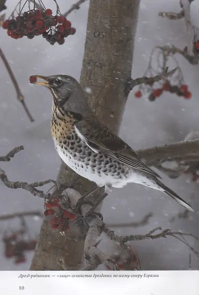 Лесные птицы России - фото 5