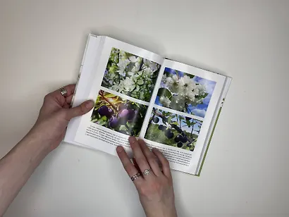 Энциклопедия садовой обрезки - фото 11