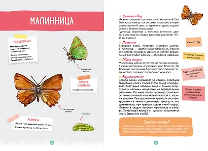 Лесные животные - фото 14
