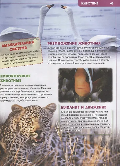 Будущему отличнику! Детская энциклопедия для младших школьников - фото 6