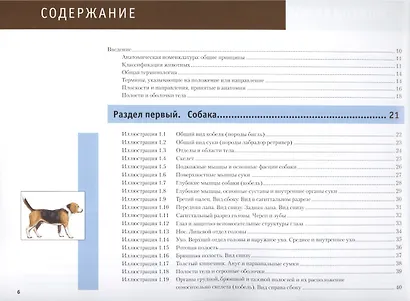 Атлас анатомии мелких домашних животных - фото 2