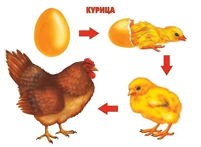 Как растет живое. Рост и развитие людей и живых организмов. Демонстрационный материал для занятий в группах детских садов и индивидуально - фото 3