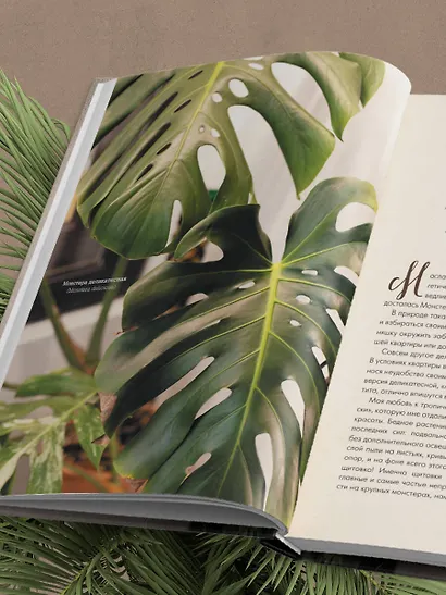 Секреты комнатных джунглей. О чем молчат растения и как понять, что им нужно на самом деле - фото 9