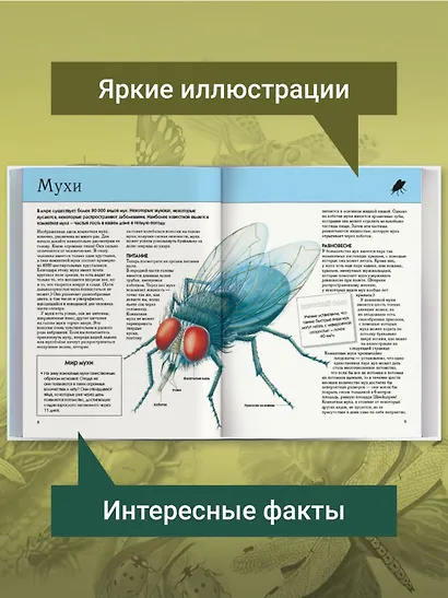 Насекомые. Полная энциклопедия - фото 6