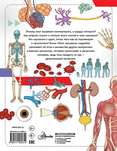 Тело человека - фото 2
