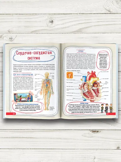 Атлас анатомии человека - фото 5