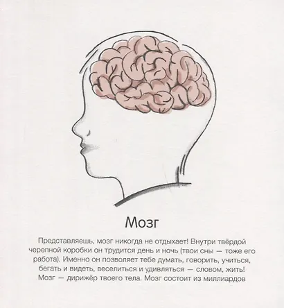 Как живёт тело? - фото 5